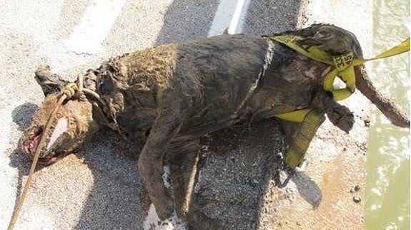 Investigan a un vecino de El Burgo de Osma por la muerte de un perro de caza