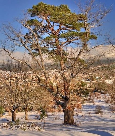 El pino-roble de Burgos, quinto en el concurso del Árbol Europeo del Año