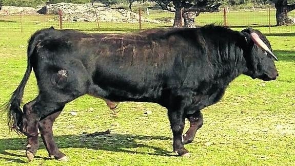 Fuenteguinaldo ya tiene toros