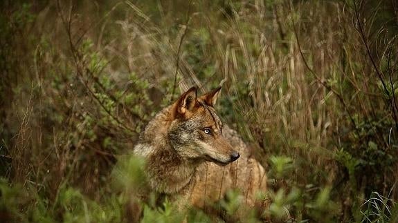 Marcano denuncia la muerte a tiros de lobos adultos en el parque de Cabárceno