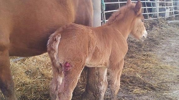 Los ganaderos de Palencia afectados por los ataques de los lobos cobrarán una compensación