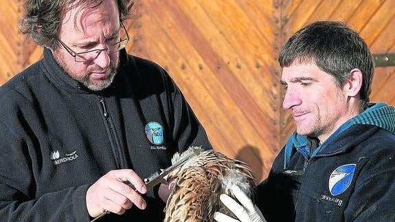 SEO/Birdlife alerta del «declive» del censo de milano real en varias zonas