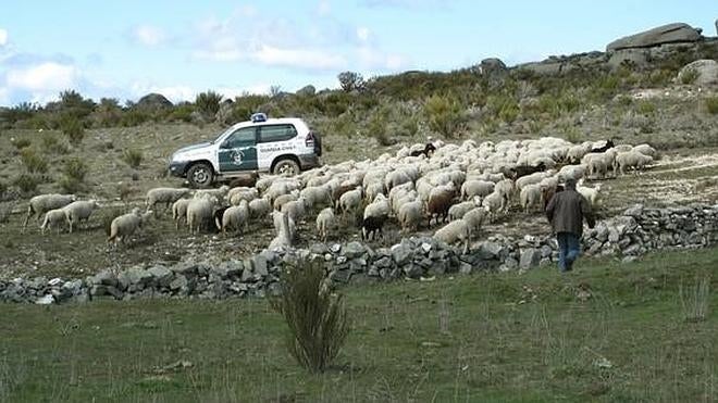 Abandonan un rebaño de ovejas en plena sierra de Ávila