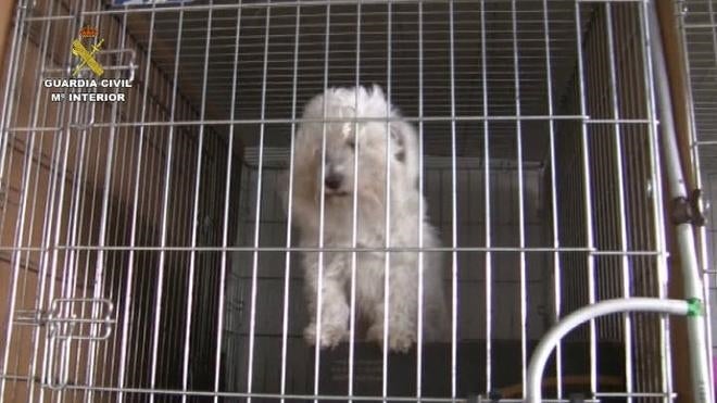 La Guardia Civil destapa una trama de venta ilegal de perros con falso pedigrí