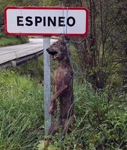 Cuelgan un lobo muerto en la señal de un pueblo de Asturias