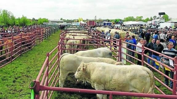La feria de ganado de Lumbrales bate todos los récords