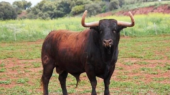 Benavente celebra hoy el Toro Enmaromado