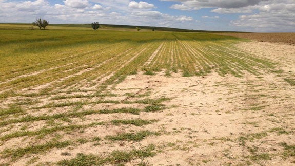 La Alianza UPA-COAG de Ávila advierte de los daños que están provocando los conejos en parcelas de cereal y patata en el norte de la provincia