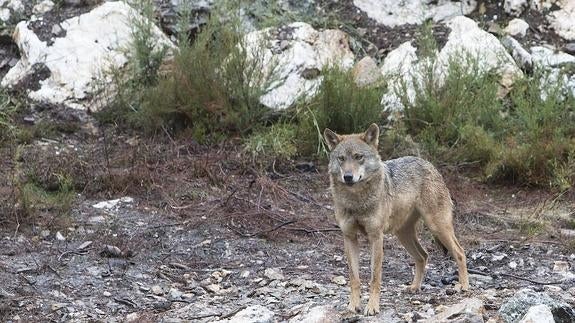 Herido un trabajador del Centro del Lobo de Robledo al ser atacado por uno de los animales