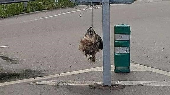 Decapitan a un lobo y cuelgan su cabeza del cartel de entrada a un pueblo de Asturias