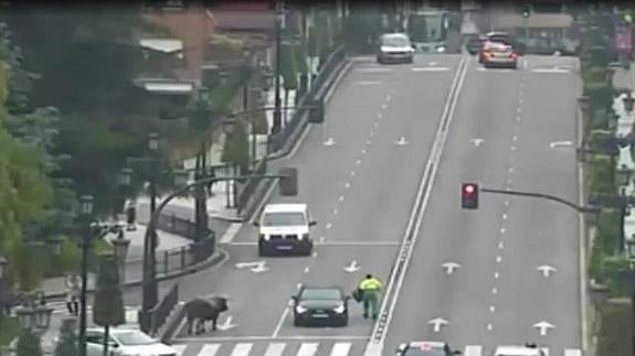 Un toro de paseo por Oviedo