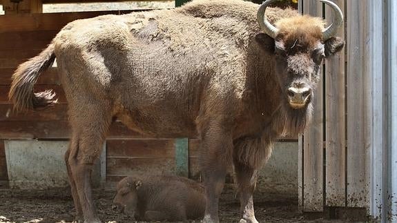 Los bisontes amplían su familia en Palencia