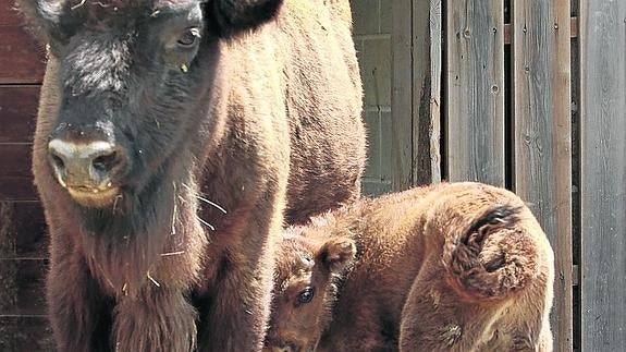 Los bisontes de San Cebrián de Mudá amplían la familia