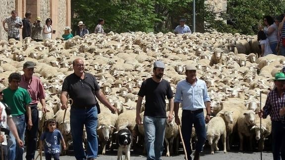 Un rebaño de 750 ovejas llega al Acueducto