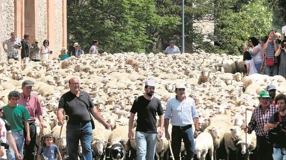 La cabaña de ovino de Segolechal aumenta en un año 5.000 cabezas