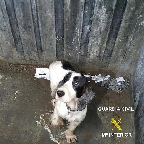 Detenido por arrojar a un perro a un contenedor de basura