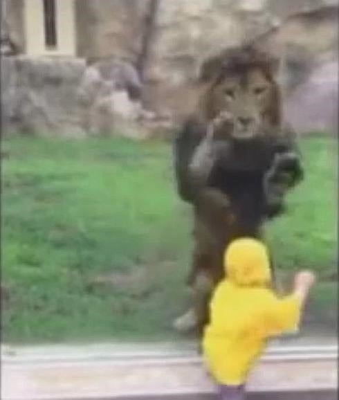 Un león trata de atacar a un niño en un zoológico de Japón