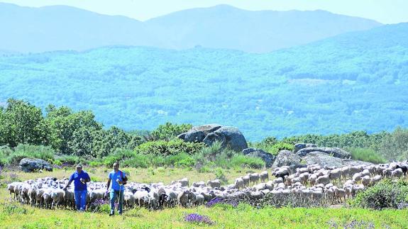 Aldeacipreste homenajea a su pasado en la V Romería de la Trashumancia