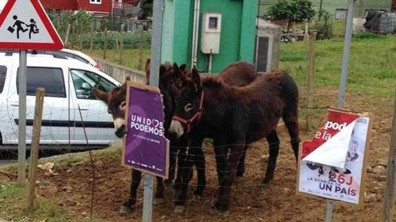 Dos burros sabotean la campaña de Unidos Podemos
