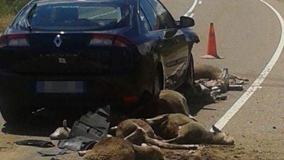 Un vehículo arrolla a un rebaño de ovejas en la provincia de León