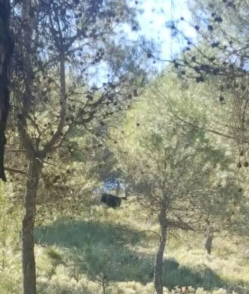 Reducido el astado que se escapó el sábado en Renedo