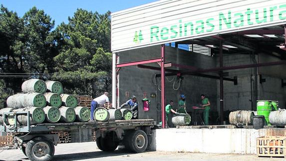 Resinas Naturales espera producir un 25% más durante esta campaña