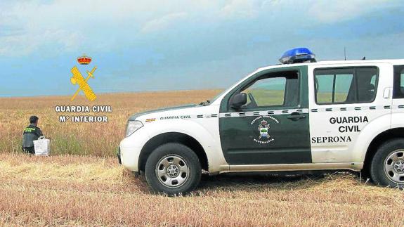 Investigan a nueve agricultores por el uso fraudulento de semillas