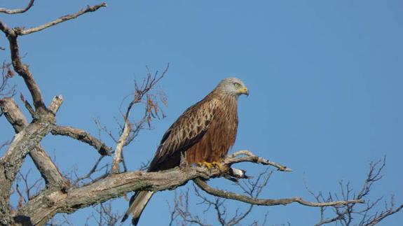 Los milanos reales regresan a las montañas de Palencia