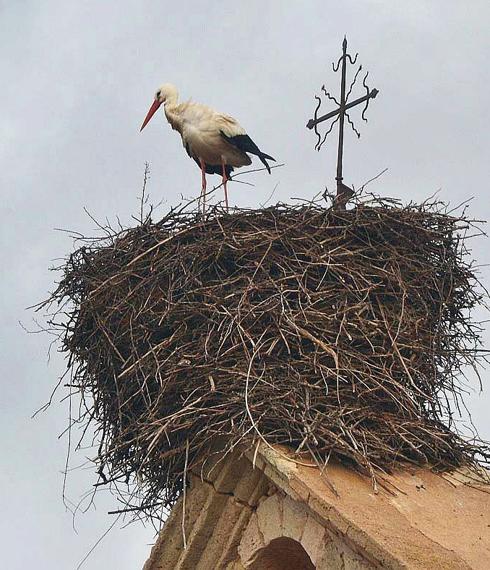 Un censo cifra en 126 los pollos de cigüeña blanca nacidos en el entorno de Montejo de la Vega
