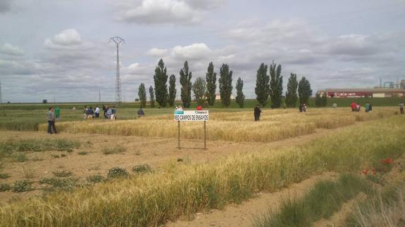 Las Juntas Agropecuarias Locales podrán solicitar las ayudas de la Diputación hasta el 1 de agosto