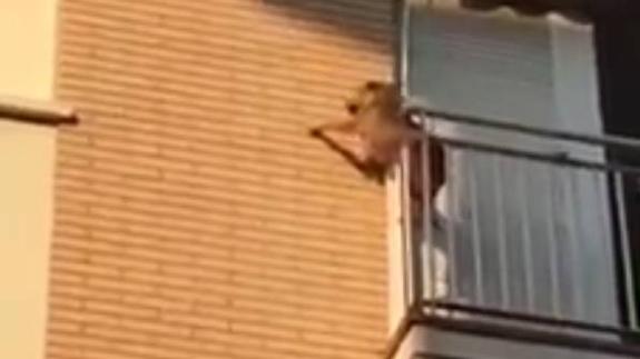 Un perro se lanza desde un tercer piso tras varias horas encerrado al sol sin agua