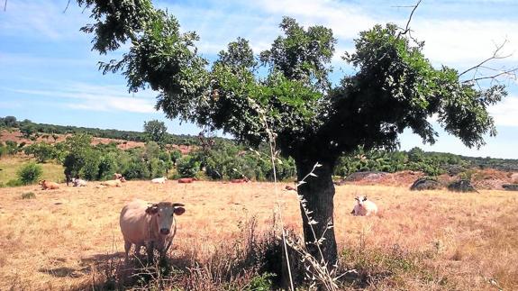 Más de 24 millones de euros llegaron a la comarca de Ciudad Rodrigo en 2015 con cargo a los fondos FEGA