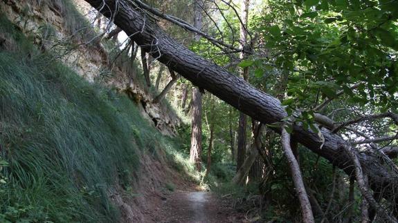 Los municipios de Peñafiel, incapaces de asumir el mantenimiento de la Senda del Duero