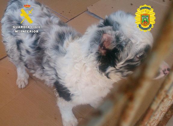 Investigan en Burgos a un octogenario por mutilar las orejas a un perro