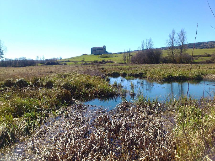 Los voluntarios retiran el exceso de vegetación palustre en las lagunas de Atapuerca