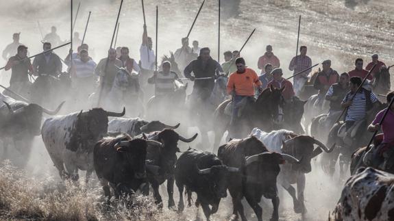 Solo 20 caballistas podrán recibir a los astados en la zona de corrales en los encierros de Cuéllar