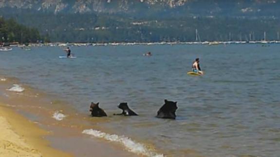 Estos osos son unos bañistas más del lago Tahoe