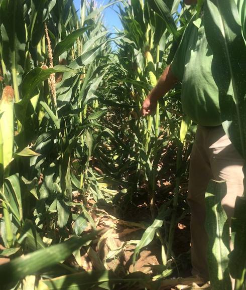 Los agricultores de Pollos, hartos de los destrozos de los jabalíes en el maíz
