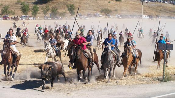 Solo uno de los novillos del encierro campero de Íscar logra llegar al coso
