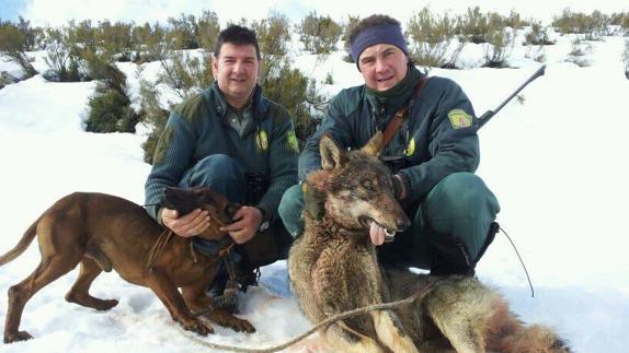 Autorizada la caza de 143 lobos hasta febrero al norte del Duero