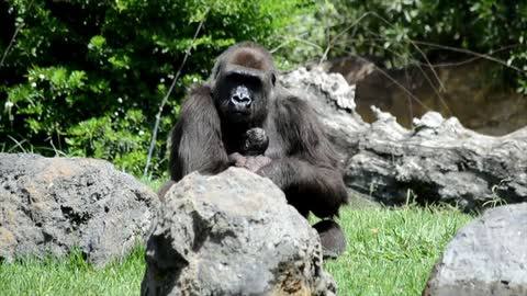 Una gorila da a luz ante los turistas del Bioparc en Valencia