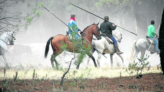 El PSOE cree que se debería haber contado «antes» con los caballistas