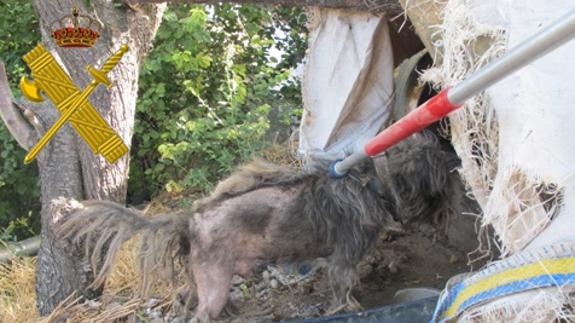 Investigan a un vecino de Medina por la muerte de un perro que vivía atado y en pésimas condiciones