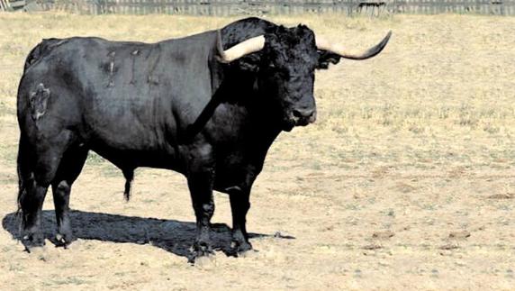 Dos colectivos proponen acoger en un 'santuario' para animales al Toro de la Peña