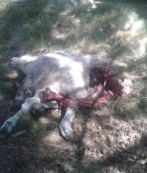 Un municipio de Ávila sufre cinco ataques de lobo en 15 días