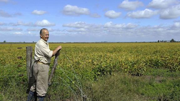 Qué podemos hacer con los transgénicos