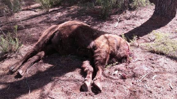 Hallan decapitado al principal bisonte de la Reserva de Valdeserrillas