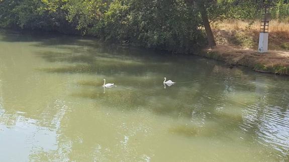 Los cisnes regresan a Palencia