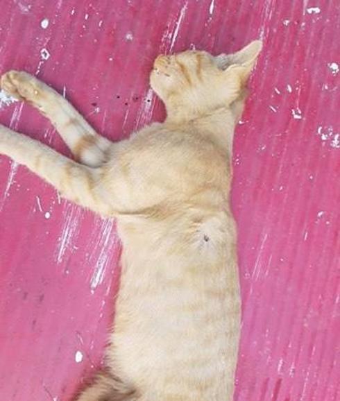 Un desalmado con carabina en Villalobón