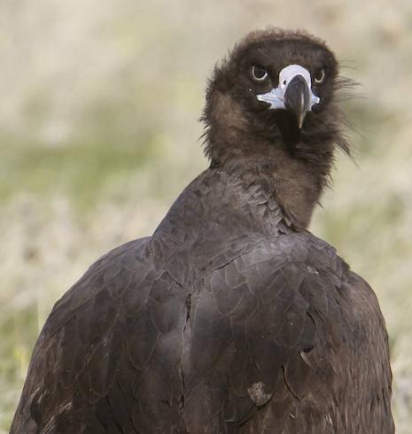El butire negro regresa a la Sierra de la Demanda